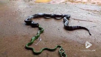 Video herunterladen: Ce serpent a eu les yeux plus gros que le ventre en avalant un autre serpent