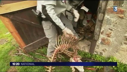 Pyrénées : dure cohabitation entre les ours et les éleveurs