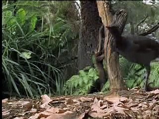 Amazing! Bird Sounds From The Lyre Bird - David Attenborough  - BBC Wildlife