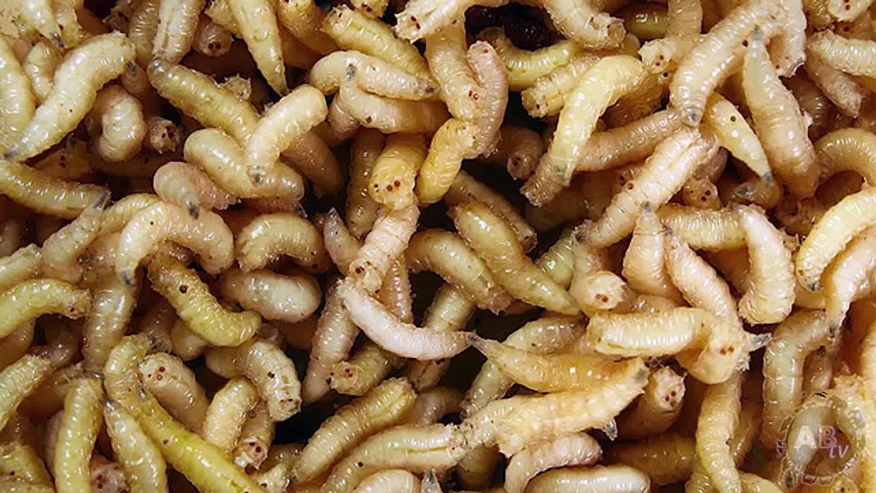 Maggots Inside My Foot! 5 Weird Animal Fs