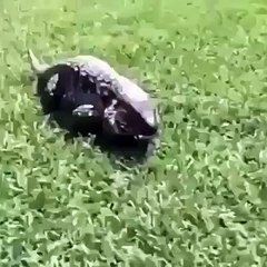 Você não vai acreditar no que esse bicho fez - DANDO RISADA