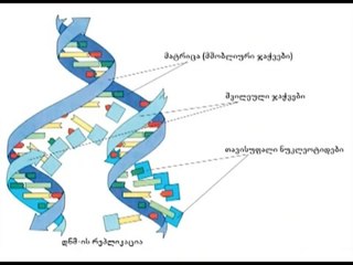 დნმ ის რეპლიკაცია