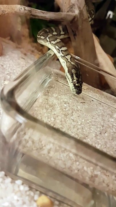Tiny, Thirsty Carpet Python Shows off Long Forked Tongue