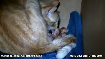 Seven Kittens Born from One Cat