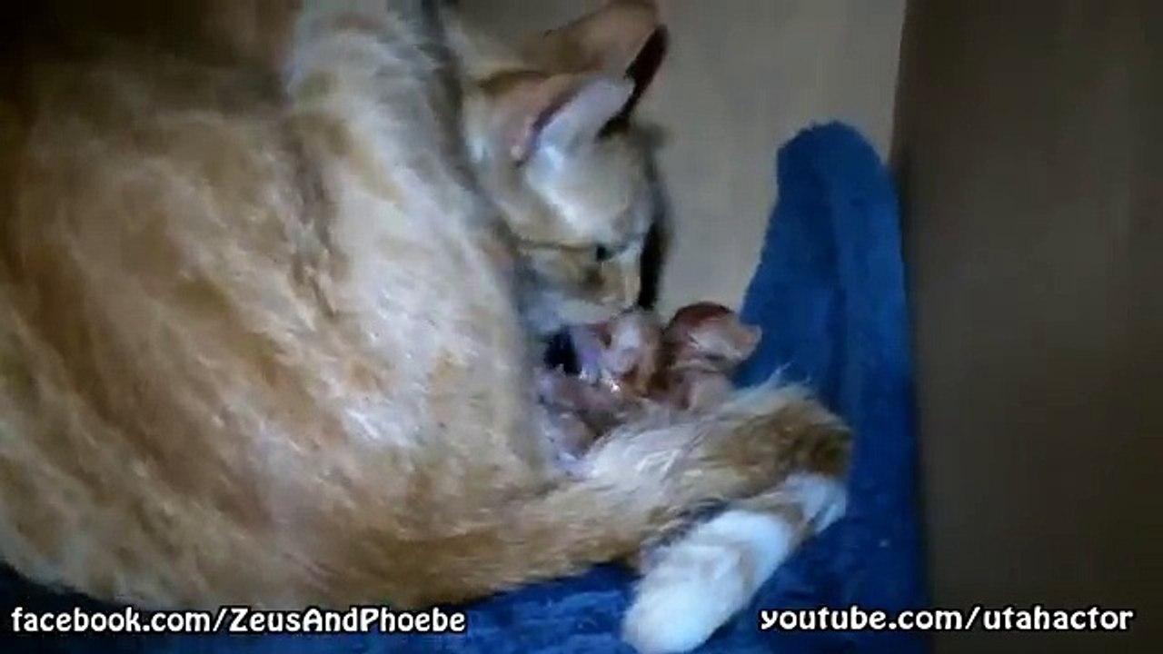 Seven Kittens Born from One Cat