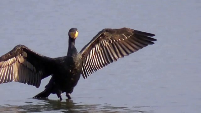 Water birds, Cormorant