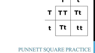 Punnett square price problems (simple)