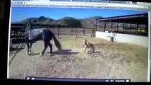 Observing Natural Horse Behavior - NOT A Horse That Is Being Bad or Mean