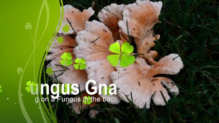 Why do you hate gnats?