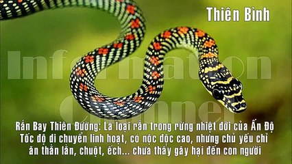 12 Cung Hoàng Đạo sẽ là Rắn Độc nào? nguy hiểm ra sao?