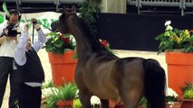 Cavalli Arabi Bellissimi Arabian Horses - Fieracavalli Verona new