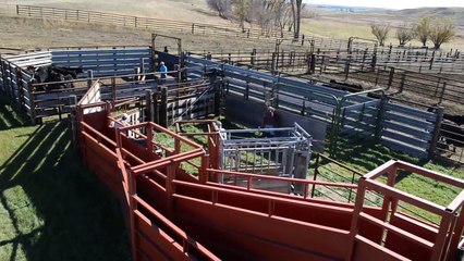 Primitive vs Intelligent Technology Modern Cow Transportation Mega Machine Big Truck Overs