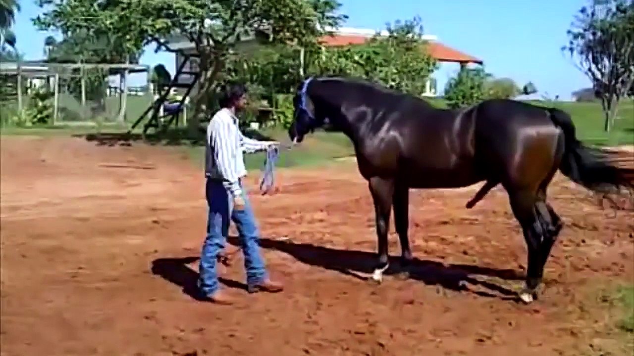 Amazing Modern Farming Horse Mating Breeding Pairing Training Racing Bathing Artificial In