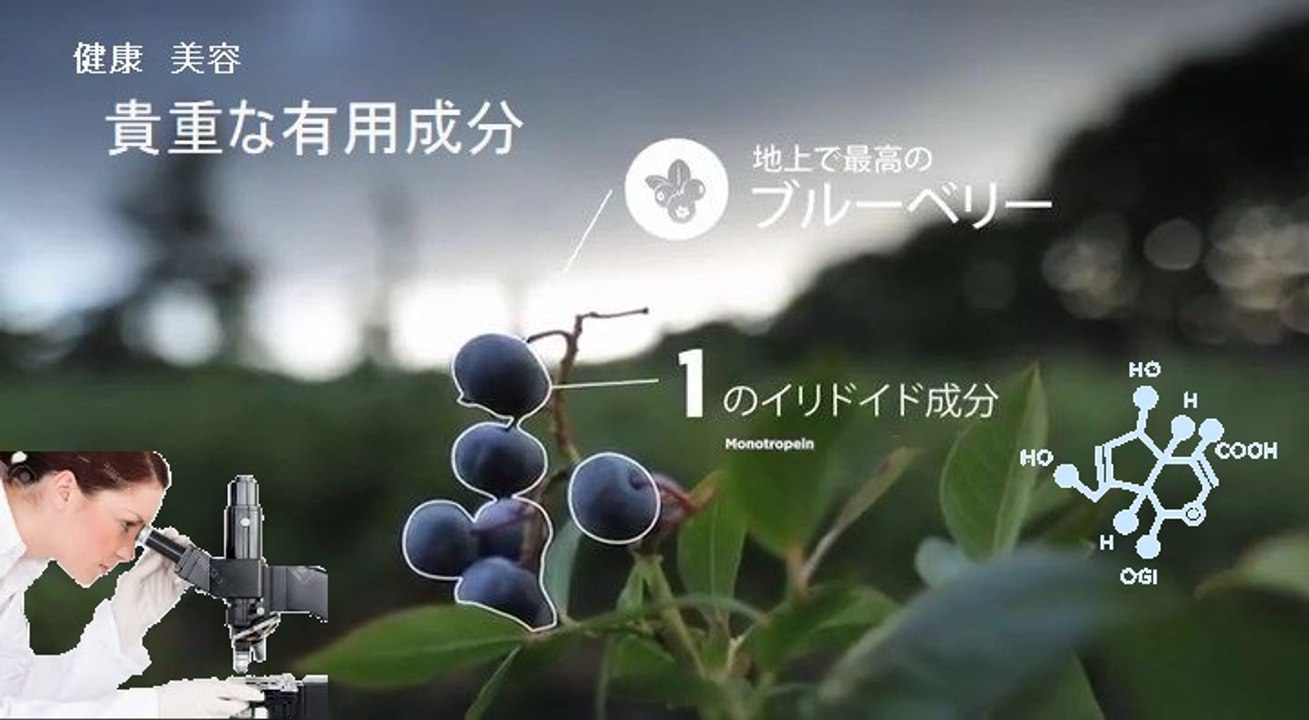 地上で最高のブルーベリー - こだわり原料を探し求めチリへ（その１）