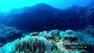 Natures wonders: Coral reefs in HD