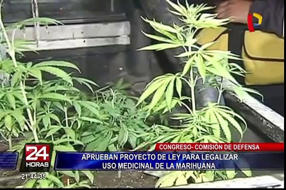 Comisión de Defensa aprobó proyecto de ley para legalizar uso medicinal de la marihuana