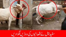 Dangerous Cow Qurbani | Cow Qurbani 2017 | Eid ul Adha