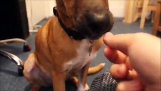 ASMR DOGtown v1 [Eating][Mouth Sounds][Ear to ear][Intentional][Crunching][Tingles]