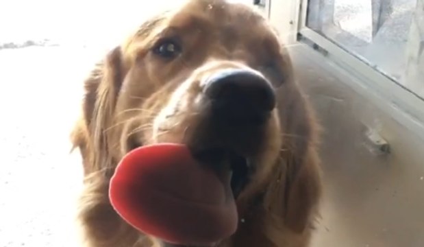 Golden Retriever Licks Glass Window