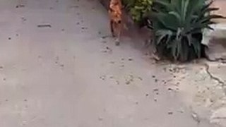 perro loco se estrella contra una reja