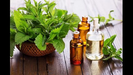 Древний аромат пачули и его применения в ароматерапии и косметологии