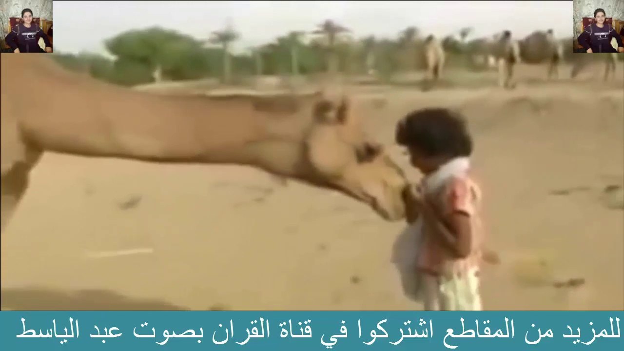 ناقة تتبنى طفل و ترضعه و تدافع عنه