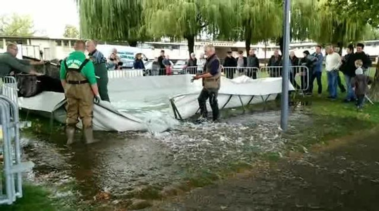Mâcon Safari Silure septembre 2017