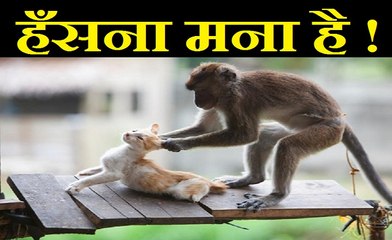 Don't Try to Laugh! यह वीडियो देखकर आप अपनी हंसी नहीं रोक पाएंगे।