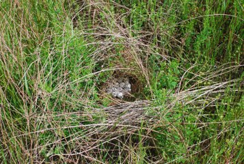 Vào rừng gặp được tổ chim nguyên một đống trứng chà bá lửa