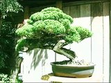 Бонсай из бисера. Мастер класс. Bonsai trees from beads. Master class.