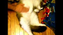 Maine Coon Compilation - Part 1 of Maine Coon Cats doing Maine Coon things