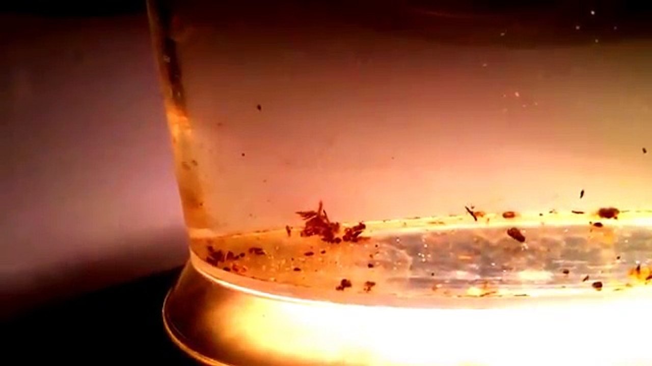 Triops züchten Tag 4-7 [Galileo] (1.Zucht)