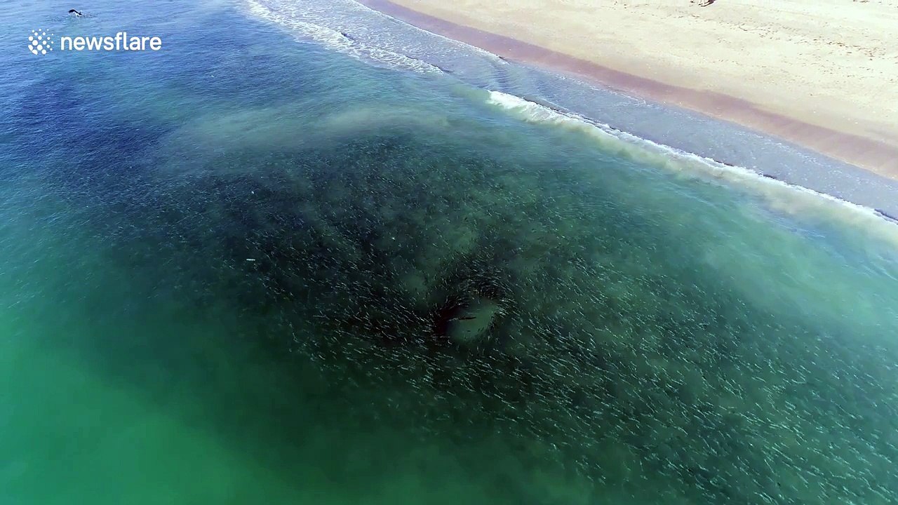 Massive bait school stalked by sharks, snook and pelicans