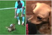 San Lorenzo VS Arsenal : Un chien s'invite sur le terrain et donne une interview (Argentine)