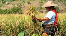 Tak Kunjung Hujan, Lahan Padi Milik Petani Pecah-Pecah dan Nyaris Gagal Panen