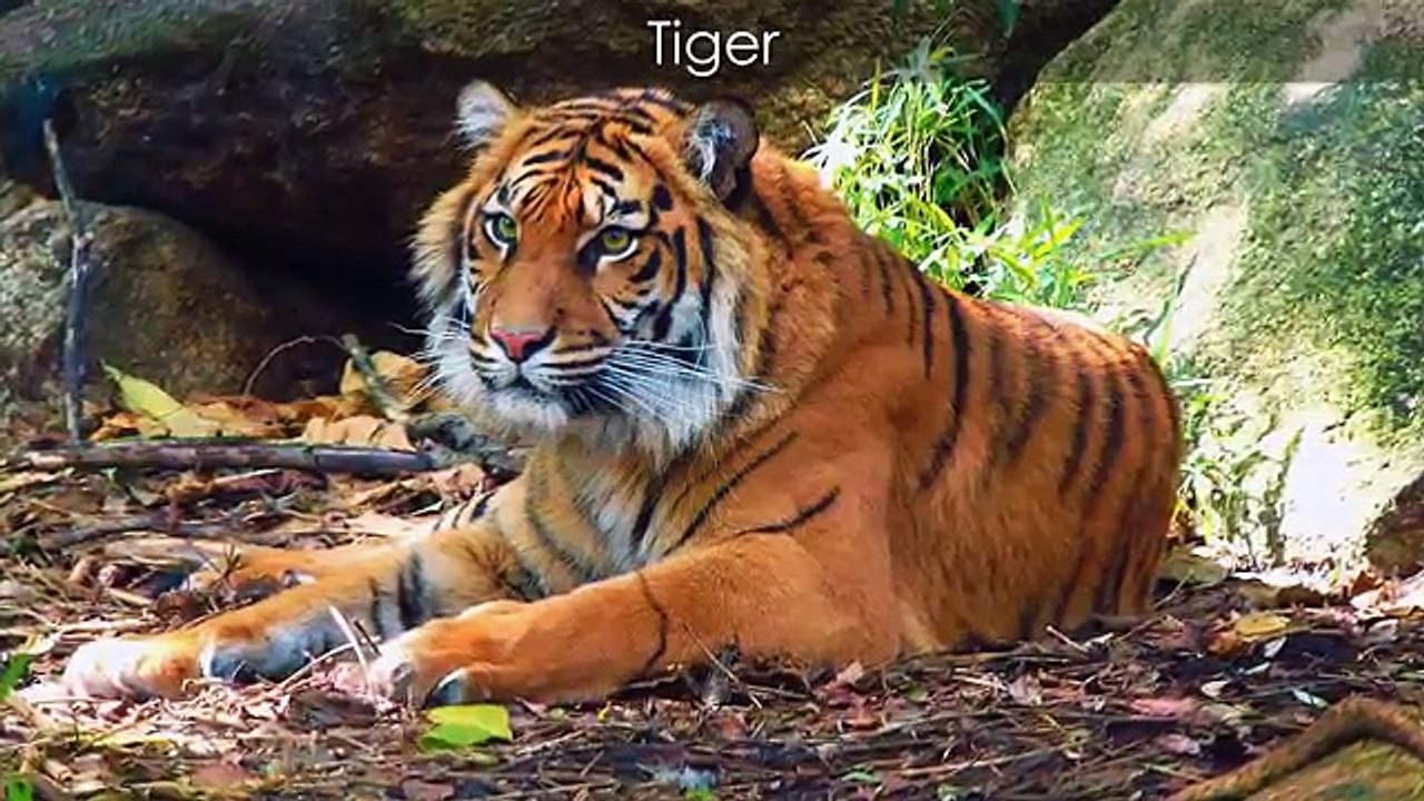 Tiergeräusche für Kinder