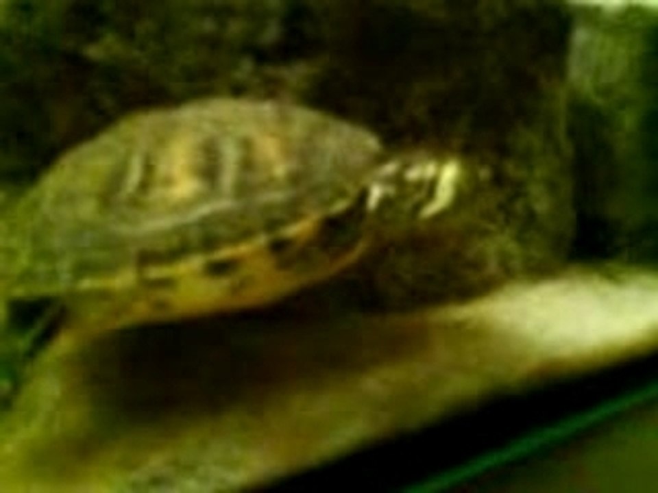 tortue d'eau (turtle)
