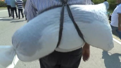 CHP'nin Düzenlediği "Fındıkta Adalet" Yürüyüşü 2. Gününde Sürüyor