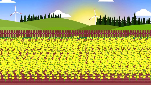 Traktory Kombajn Prace Na Farmie Zbiór Rzepaku Bajka Dla Dzieci Rolnictwo