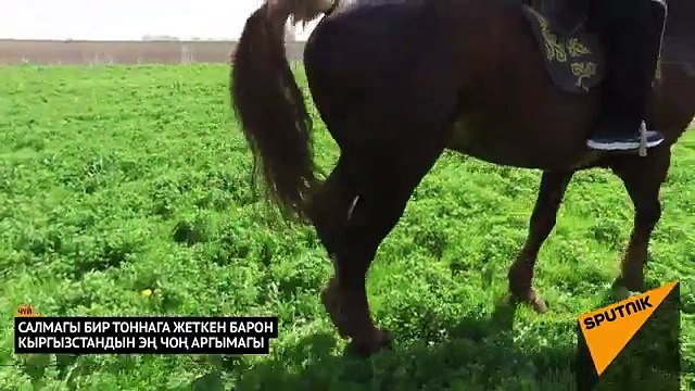 БАРОН 1 млн $ (КОНЬ ЗА 1 МИЛЛИОН ДОЛЛАР)