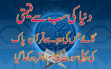 Dunya Ki sab se qeemti gaaye ka Qurani Waqia.Hazrat mousa A.S ke door k waqia.Historical documentary