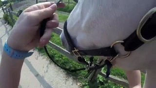 How to Tack up a Horse - English | Gopro | This Esme