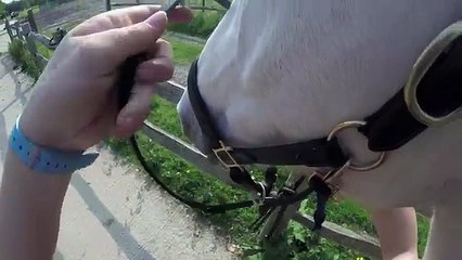 How to Tack up a Horse - English | Gopro | This Esme