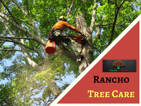 Find the Tree Care Services – Rancho Tree Care