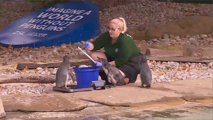 هذا الصباح- مراقبة صحة ونمو حيوانات حديقة لندن