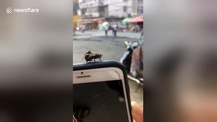 Two flies mate on woman's phone