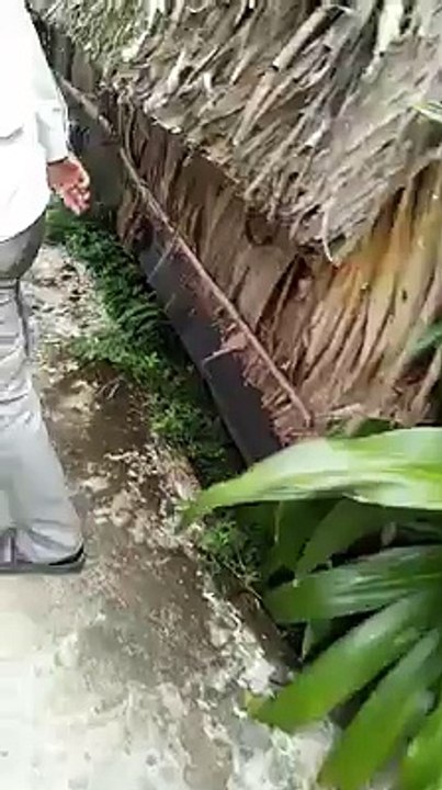 cán bộ tòa vào cà phê chuồng