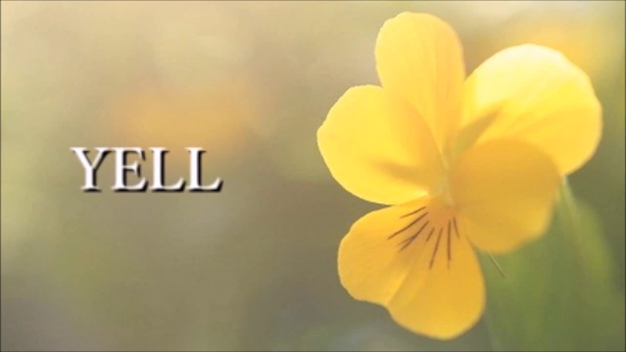YELL cover 森恵