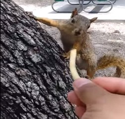 Sincabı Beslemek İsterken Parmağından Oluyordu