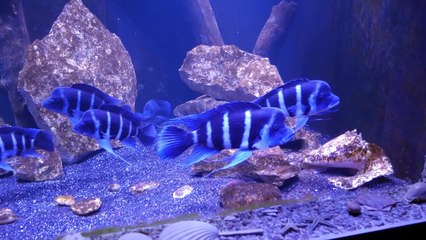 500 Gallon In Wall Frontosa Tank